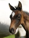 Bay Foal Headshot