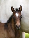 Bay Foal Headshot