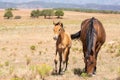 Bay foal and mare in American southwest desert setting Royalty Free Stock Photo