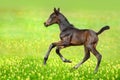 Bay foal run gallop Royalty Free Stock Photo