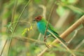 Bay-headed tanager