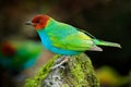 Bay-headed Tanager, Gyrola toddi, exotic tropic blue tanager with red head, Costa Rica. Blue and green songbird in the nature habi