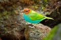 Bay-headed Tanager, Gyrola toddi, exotic tropic blue tanager with red head, Costa Rica. Blue and green songbird in the nature habi