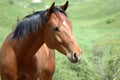 Bay horse Royalty Free Stock Photo