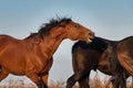 Bay horse bite outdoor Royalty Free Stock Photo