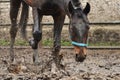 Bay horse in a blue halter splashes muddy water in a paddock