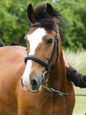 Bay Horse in Bridle Royalty Free Stock Photo