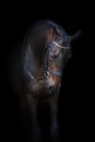 Bay horse in bridle Royalty Free Stock Photo