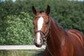 Bay horse with bridle portrait in summer Royalty Free Stock Photo