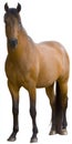 Bay horse standing creating cut out on white background Royalty Free Stock Photo