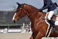 Bay horse cantering Royalty Free Stock Photo