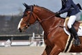 Bay horse cantering