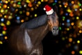 Bay horse in Christmas hat Royalty Free Stock Photo