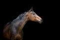 Bay horse close up portrait Royalty Free Stock Photo