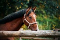 A bay horse with a dark mane stands in a paddock with a wooden fence on a summer day against a background of trees with dark green Royalty Free Stock Photo