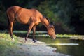 Horse drink water