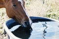 Bay horse drinking water close up Royalty Free Stock Photo