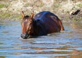 The bay horse drinks in a pond Royalty Free Stock Photo