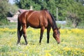 Bay horse eating grass in summer Royalty Free Stock Photo