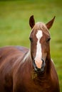 Bay horse eating from a Wisconsin meadow in early September Royalty Free Stock Photo