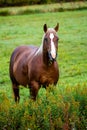 Bay horse eating from a Wisconsin meadow Royalty Free Stock Photo