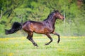 Bay horse with flower runs gallop in summer time Royalty Free Stock Photo
