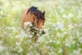 Bay hutsul horse