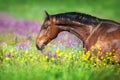 Bay horse in flowers meadow Royalty Free Stock Photo