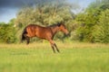 Bay horse free run and jump Royalty Free Stock Photo