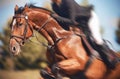 A Bay horse in horse gear with a rider in the saddle makes a high fast jump Royalty Free Stock Photo