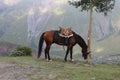 a bay horse grazes in the mountains Royalty Free Stock Photo