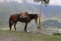 A bay horse grazes in the mountains Royalty Free Stock Photo