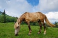 Bay horse grazes in the mountains Royalty Free Stock Photo