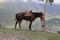 A bay horse grazes in the mountains Royalty Free Stock Photo