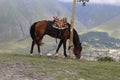 A bay horse grazes in the mountains Royalty Free Stock Photo