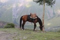 A bay horse grazes in the mountains Royalty Free Stock Photo