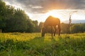 A bay horse is grazing in a green meadow on sunset sky background Royalty Free Stock Photo