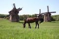 Bay horse grazing in a meadow near the windmill Royalty Free Stock Photo