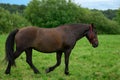 Bay horse with green blade of grass in its mouth is walking through a field