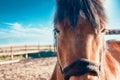 Bay horse eyes and bangs in paddock at the stable