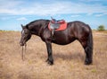 Bay horse harnessed seat Royalty Free Stock Photo