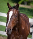 Bay Horse head shot Royalty Free Stock Photo