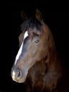 Bay Horse Head Shot Royalty Free Stock Photo