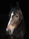 Bay Horse Head Shot Royalty Free Stock Photo