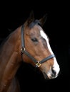 Bay Horse Head Shot Royalty Free Stock Photo