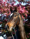 Bay Horse Head Shot In Bridle Royalty Free Stock Photo