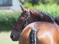 Bay Horse Head Shot Royalty Free Stock Photo