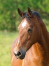 Bay Horse Head Shot Royalty Free Stock Photo