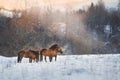 Bay horse in winter field Royalty Free Stock Photo