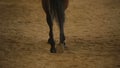 Bay horse hooves walking on sand, hippotherapy treatment, horseback riding
